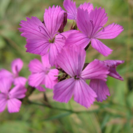 Garofite salbatice